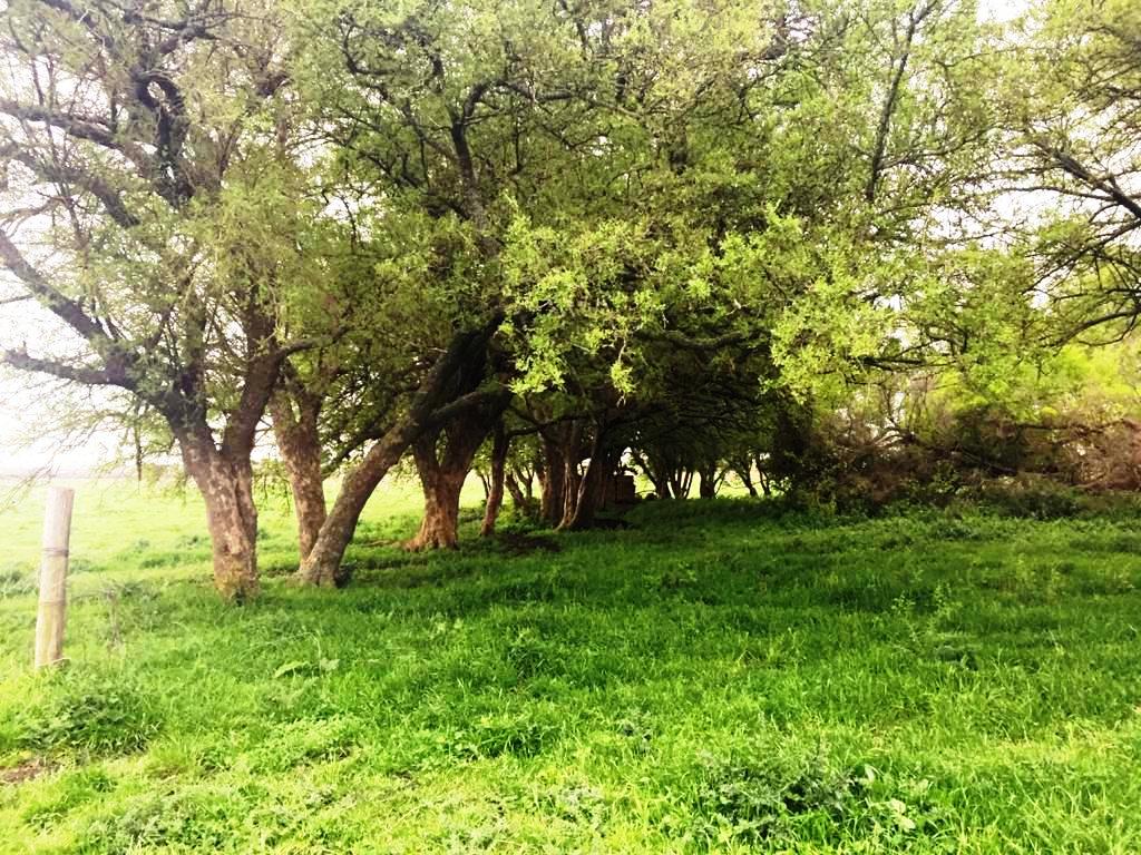 #3205756 | Venta | Casa Quinta | General Madariaga (ESTUDIO INMOBILIARIO )